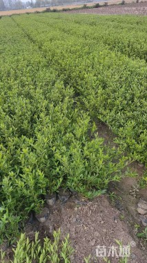 高度30厘米小叶栀子