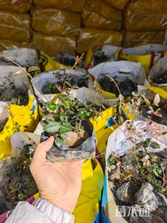 30厘米花叶络石