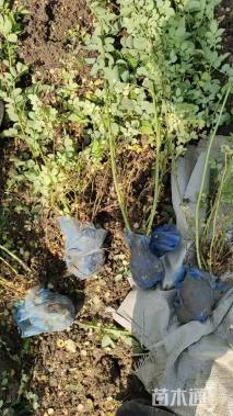 高度50厘米蔷薇