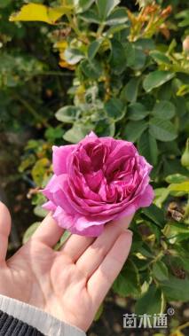 高度50厘米月季