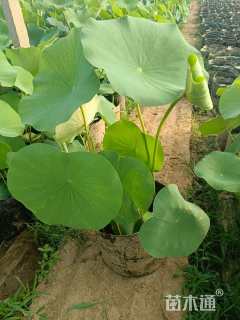 高度80厘米荷花