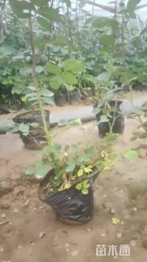 高度30厘米月季小苗