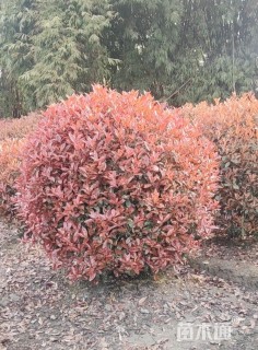 冠幅180厘米红叶石楠球