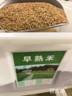 早熟禾种子