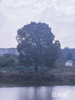 35公分香樟