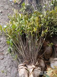 高度60厘米大叶栀子