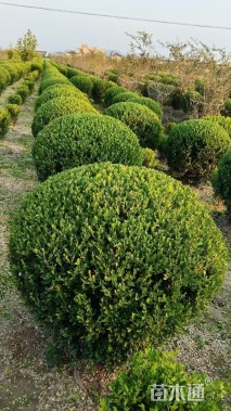 冠幅150厘米瓜子黄杨球