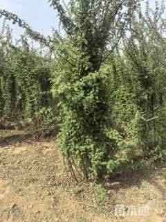 高度200厘米黄刺玫