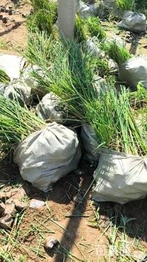 高度70厘米水葱