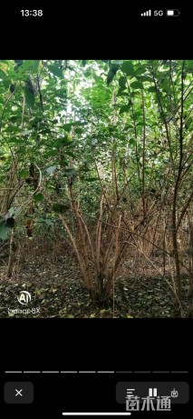 高度200厘米丛生金银木