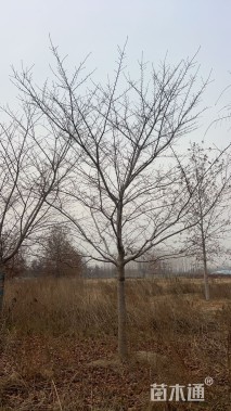 移栽苗高杆早樱