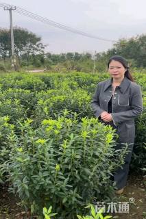 高度150厘米连翘