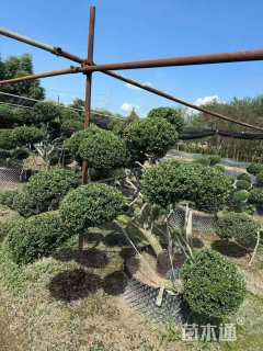 5公分造型龟甲冬青