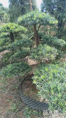 移栽苗造型罗汉松