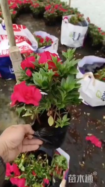 高度500厘米杜鹃