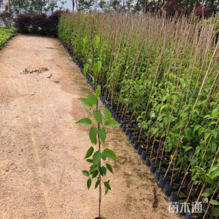 主蔓长200厘米炮仗花