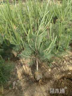 高度40厘米黑松