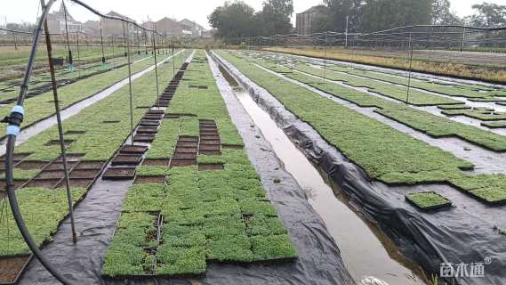 高度2厘米中华景天