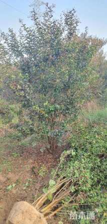 高度250厘米丛生紫薇