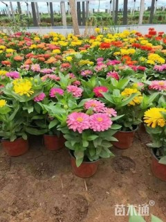 高度20厘米百日草