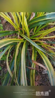 高度20厘米金边阔叶麦冬