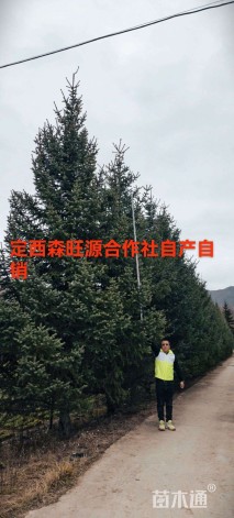 高度400厘米云杉