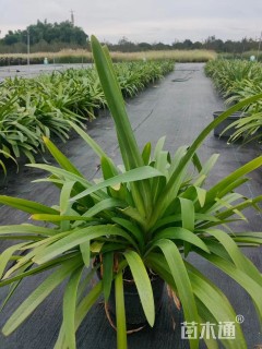 高度30厘米百子莲