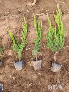 高度50厘米小龙柏