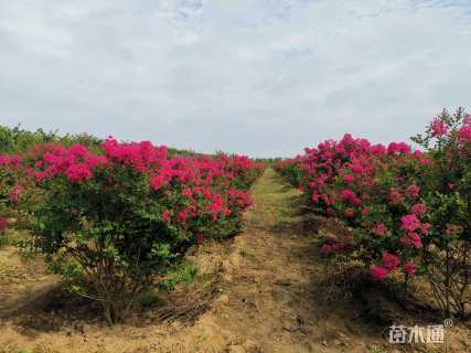 高度200厘米丛生紫薇