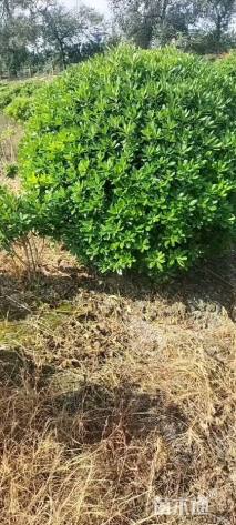 冠幅200厘米海桐球