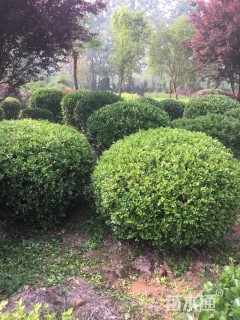 冠幅120厘米小叶黄杨球