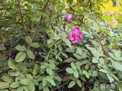 高度80厘米四季玫瑰