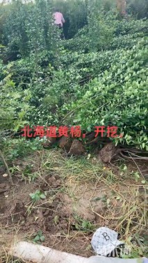 高度251厘米北海道黄杨