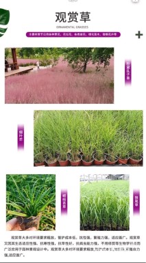 高度25厘米兔尾草