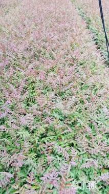 高度20厘米黄连木小苗