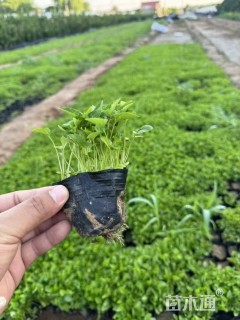 高度15厘米紫花地丁