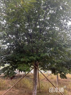 12公分染井吉野樱