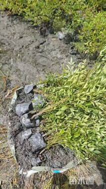 高度30厘米南天竹