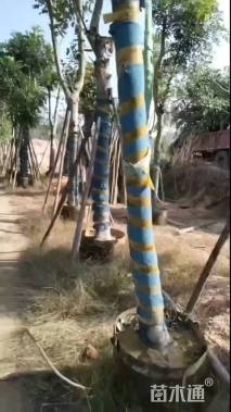 12公分桃花心木