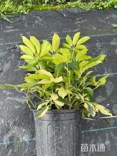 高度35厘米花叶鸭脚木