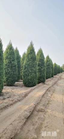 高度600厘米望都塔桧