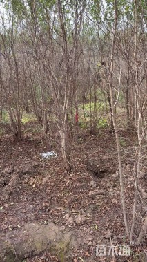 高度200厘米丛生石榴