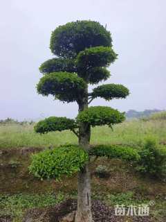 20公分造型椤木石楠