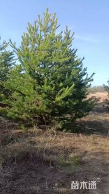 高度500厘米油松