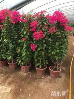 高度120厘米三角梅