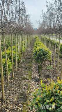 高度2.2厘米美国紫薇