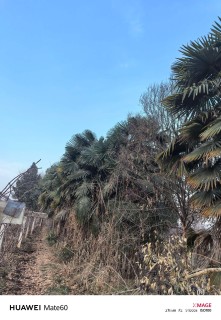 裸干高500厘米大王椰子