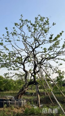 30公分造型乌桕