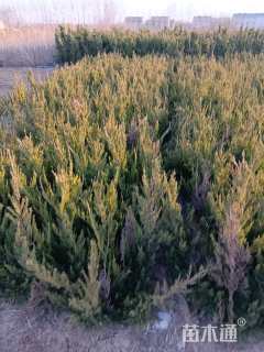 高度50厘米龙柏