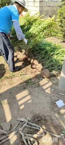 高度80厘米金叶女贞